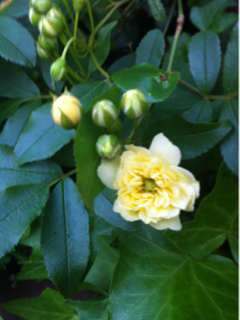 モッコウバラ　黄色　花